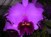 Cattleya-0001.jpg