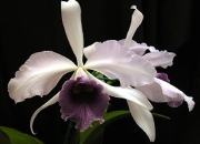 Cattleya-0005.jpg