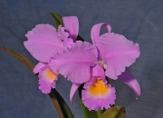 Cattleya-0009.jpg