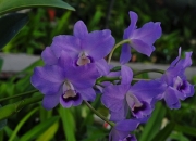 Cattleya-0010.jpg
