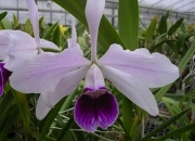 Cattleya-0013.jpg